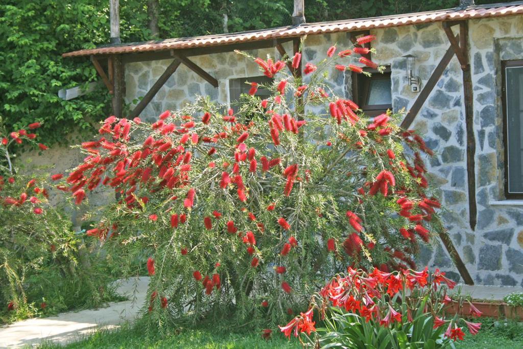 Ormanevi Otantik Hotel Ağva Exterior foto